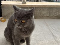 British shorthair dişi