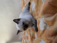 2 AYLIK BLUEPOİNT YAVRU KEDİCİK DİŞİ