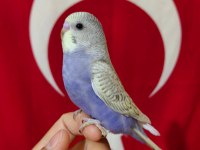 EV ÜRETİMİ YENİ YEME DÜŞMÜŞ BEBEK MUHABBETLER