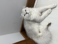 orjinal ırk aşıları tam erkek british longhair