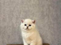 Brıtısh Shorthair Sılver Yavrularım