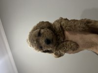 Toy poodle yavrular
