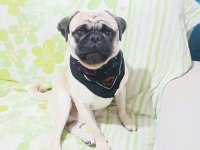Safkan pug 1 yaşında erkek