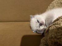 Kısa bacaklı Scottish Fold bebeğimiz