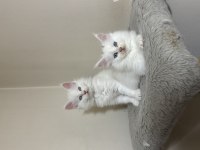 Saf kaan full scr ki beyaz aslan xxxl mco yavruları