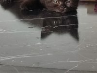 British shorthair ücretsiz dişi kedimiz