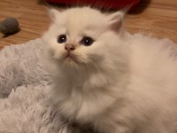 BRİTİSH LONGHAİR YAVRULAR 50 GÜNLÜK