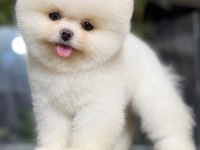 GERÇEK MİNYATÜR (AYI SURAT) POMERANİAN BOO YAVRULARI