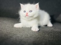 Irk garantili british shorthair yavrularımız