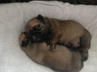 Rezerveye açık pug yavruları