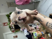 mavi gözlü french bulldog oğlum yeni yuvasını arıyor