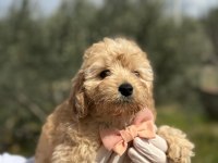 50 günlük orijinal dişi toy poodle