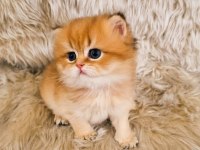 GOLDEN BRİTİSH YAVRU KEDİLERİMİZ