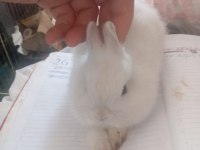 Cüce Tavşan yavrusu