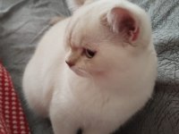 British shorthair sevimli