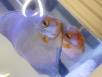 Çift discus eşler balıklar