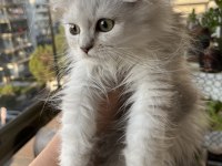 British longhair yeşil göz erkek