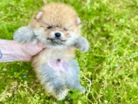 Pomeranian boo ayı surat
