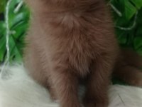 British shorthair kediğiği sahiplendirme