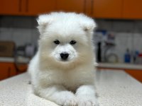 Samoyed yavruları