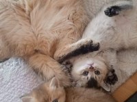 2 aylık golden ny11 british shorthair yavruları