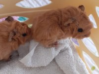 Peruvan ginepig yavrularımız