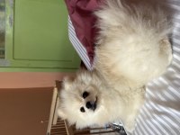 13 Aylık Erkek Pomeranian Boo - Orjinal ırk Aşıları Tam
