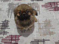 Safkan basık burun 2 aylık pekinez