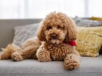 Toy poodle dişi ve erkek Yavrularımız
