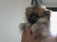 Oyuncu pomeranian boo