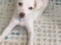 3 aylık chihuahua bebek