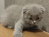 British Ve Scottish Fold Yavrular Yeni Yuvalarını Arıyor