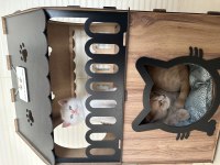 Yellow point british shorthair mavi gözlü erkek
