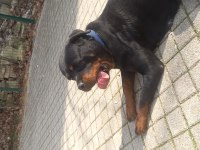 Rottweiler uygun dişi
