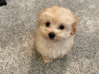 Muhteşem Anatomili Maltipoo Bebeklerimiz!