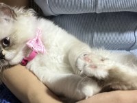 Pofidik chinchilla pandamıza yuva arıyoruz