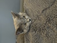 Sahiplendirilecek british shorthair