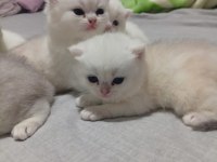 Bristh longhair Bristh shorthair scotish tabby