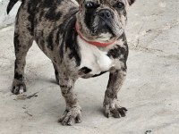 Erkek 1.5 Yaşında French Bulldog