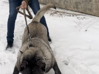 Herkül oğlu gerçek bir dev köpeğimiz