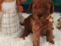 Toy Poodle Yavrular Özenli Yetiştiriciden