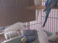 Sağlıklı ev üretimi muhabbet kuşu yavrular