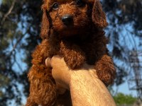 Toypoodle sevimli yavrular 