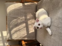 Ücretsiz sahiplendirme scottish fold