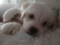 Maltese Terrier Yavrumuz