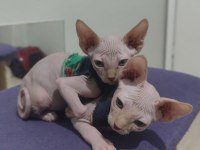Sphynx Home 2 Aylık
