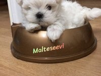 Maltese A Şecereli Kore Man Maltese