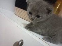 Çok sevecen british shorthair