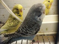 Jumbo Ve Jumbo Kırığı Muhabbet Kuşu Yavrular