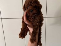Irk ve sağlık garantili poodle yavrular